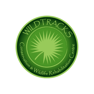 Logo 5 Spider Monkey