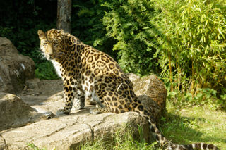 Amur leopard - August 2020