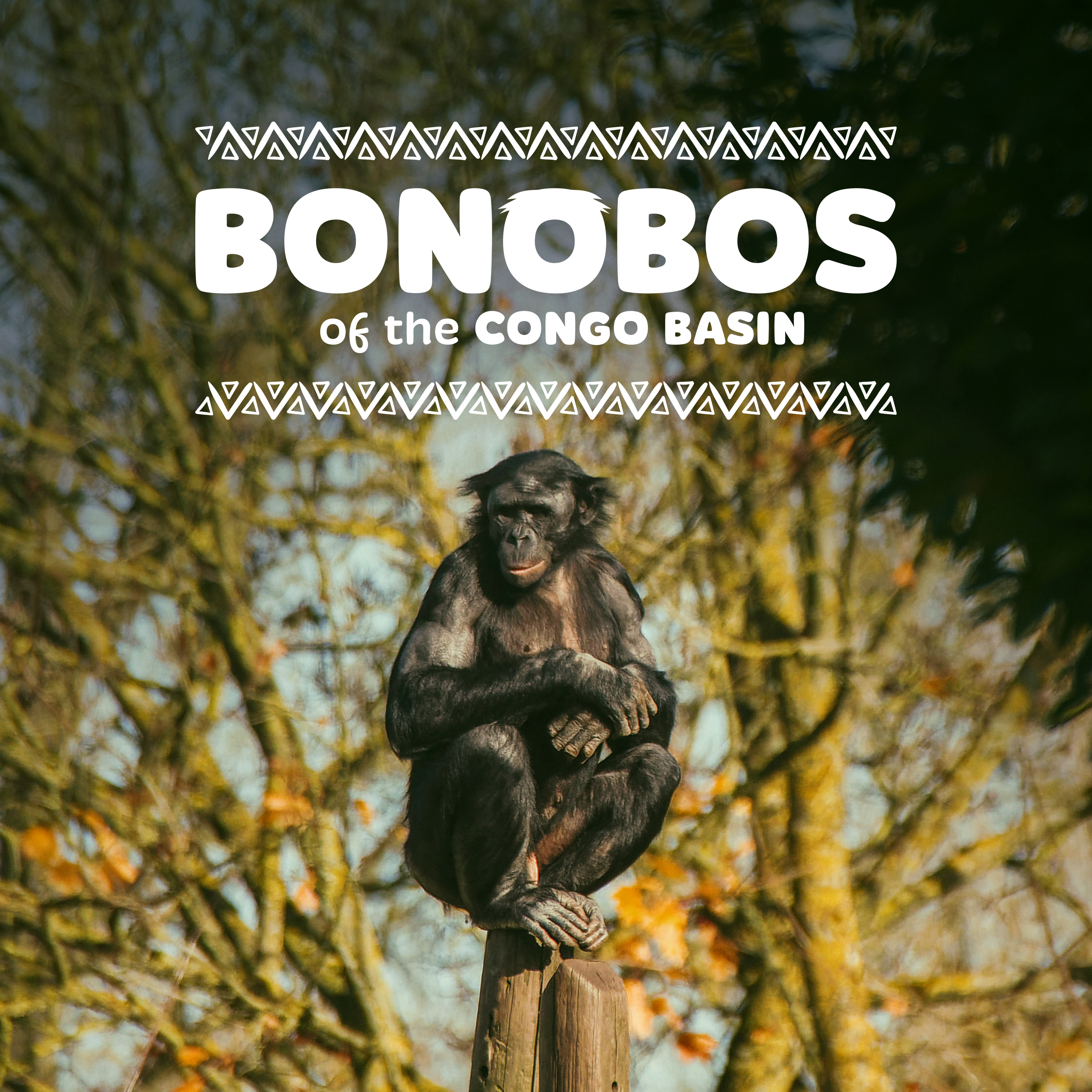 Sqauare Bonobonameannouncement (1)