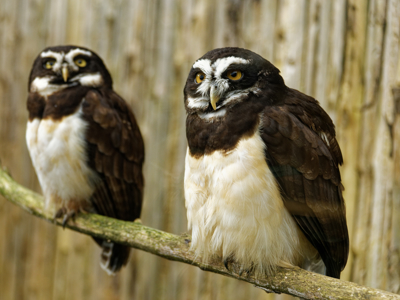 Twycross Zoo Spectacled Owl