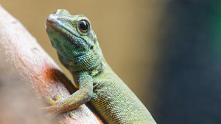 Yellow Headed Day Gecko 2