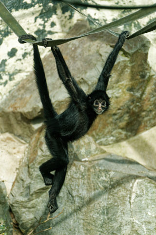 Twycross Zoo Black Headed Spider Monkey