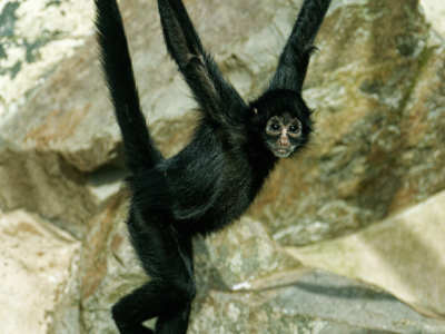 Spider monkeys, facts and photos