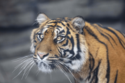 Tiger 2