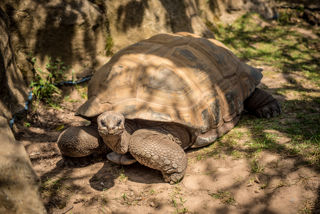 Twycross Zoo Aldabra Tortoise