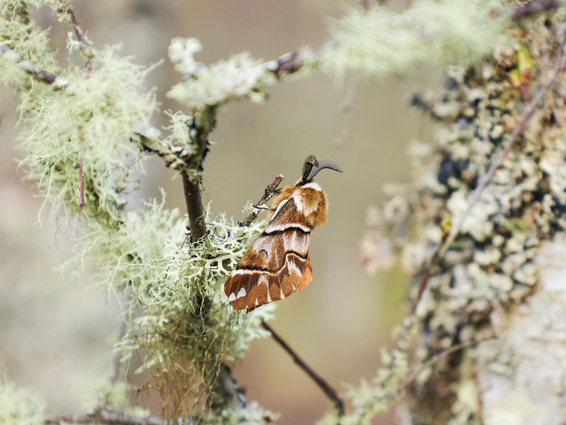 Twycross Zoo launches project to bring back extinct native species...