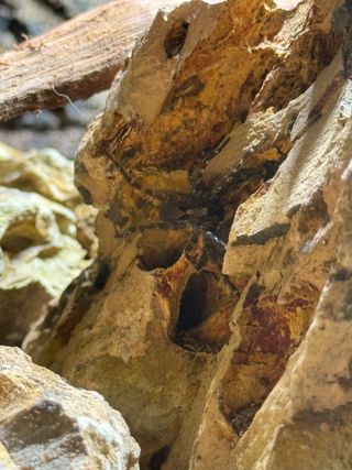 Desertas Wolf Spider