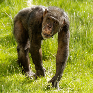 Twycross Zoo Chimpanzee