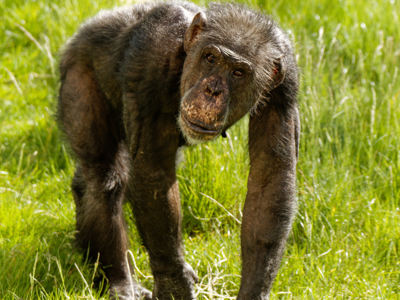 Twycross Zoo Chimpanzee