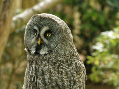 Twycross Zoo Great Grey Owl