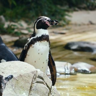 2020 01 21 Penguin Scaled