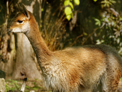 Twycross Zoo Vicuna