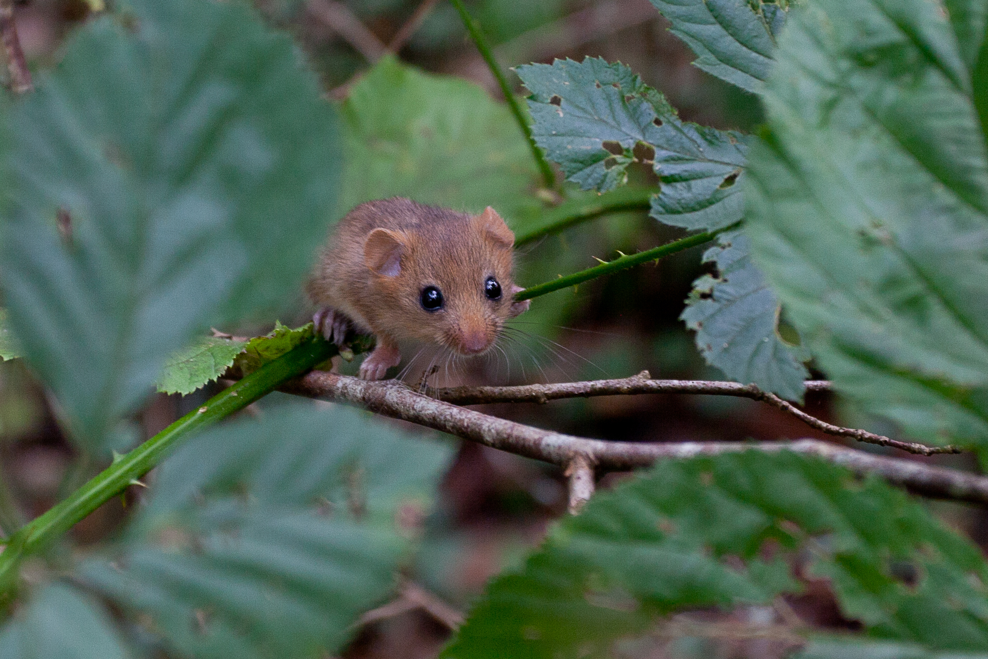 Hazel Dormouse On Branch (Wide Shot). Credit Clare Pengelly (4)