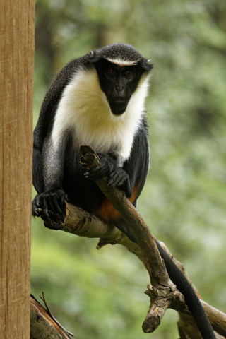 Twycross Zoo Diana Monkey
