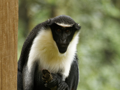Twycross Zoo Diana Monkey