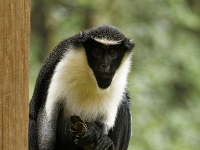 Diana Monkey Lincoln Park Zoo