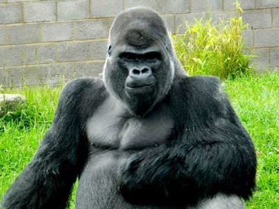 Twycross Zoo Umbi Silver Back Male Gorilla 2 Pic By Nicky Judd TZ 1