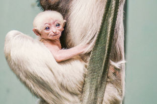 Twycross Zoo Pileated Gibbon Infant October 2023 Phil Grain4