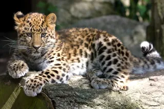 Amur Leopard 3