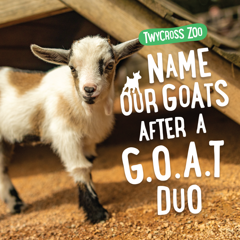 Goat Comp Asset 1200X1200