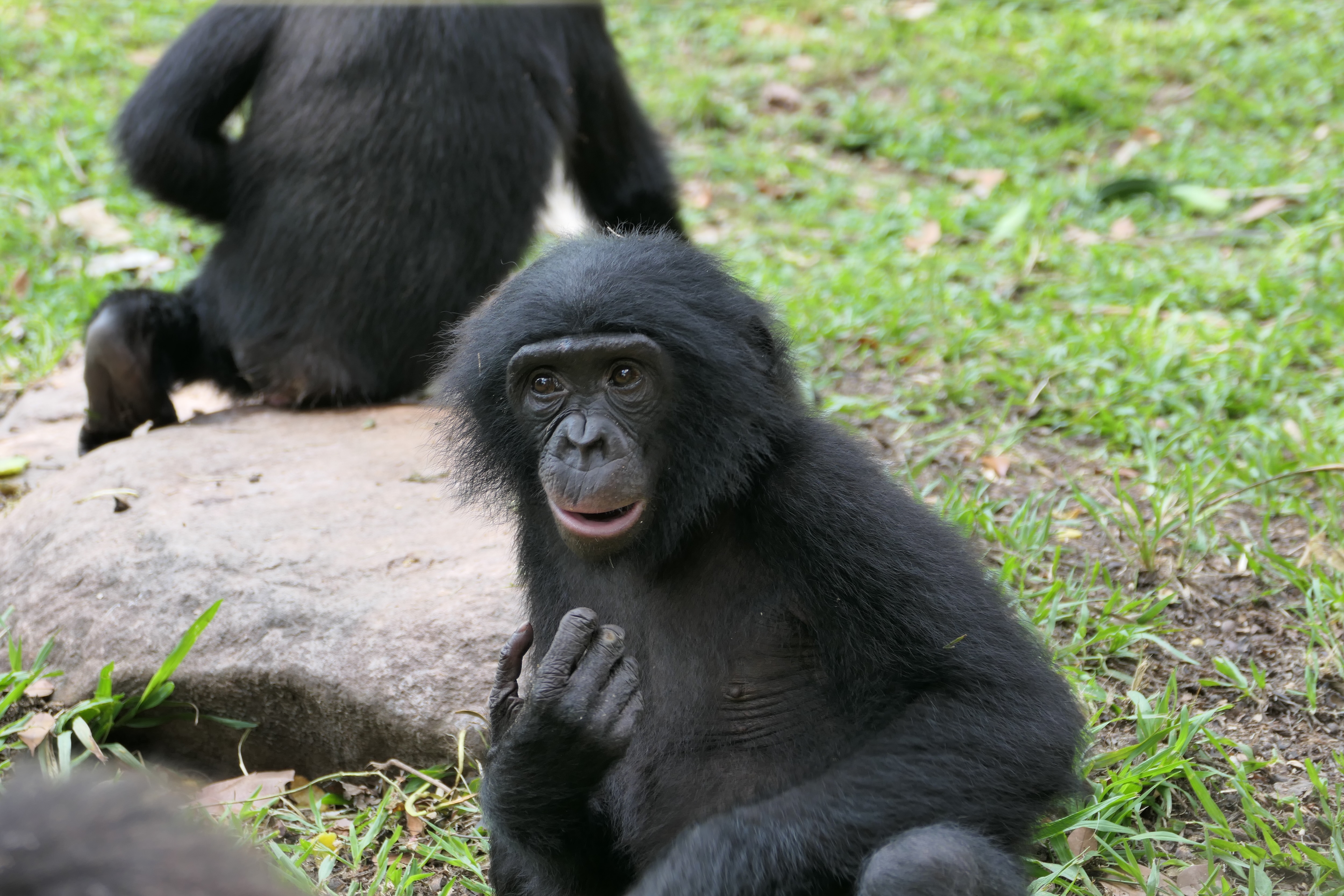 Bornean orangutan