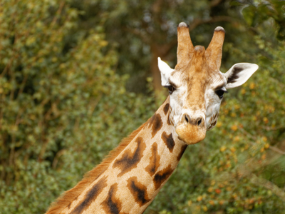 Twycross Zoo Giraffe