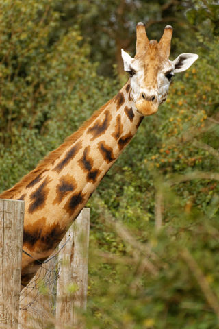 Twycross Zoo Giraffe