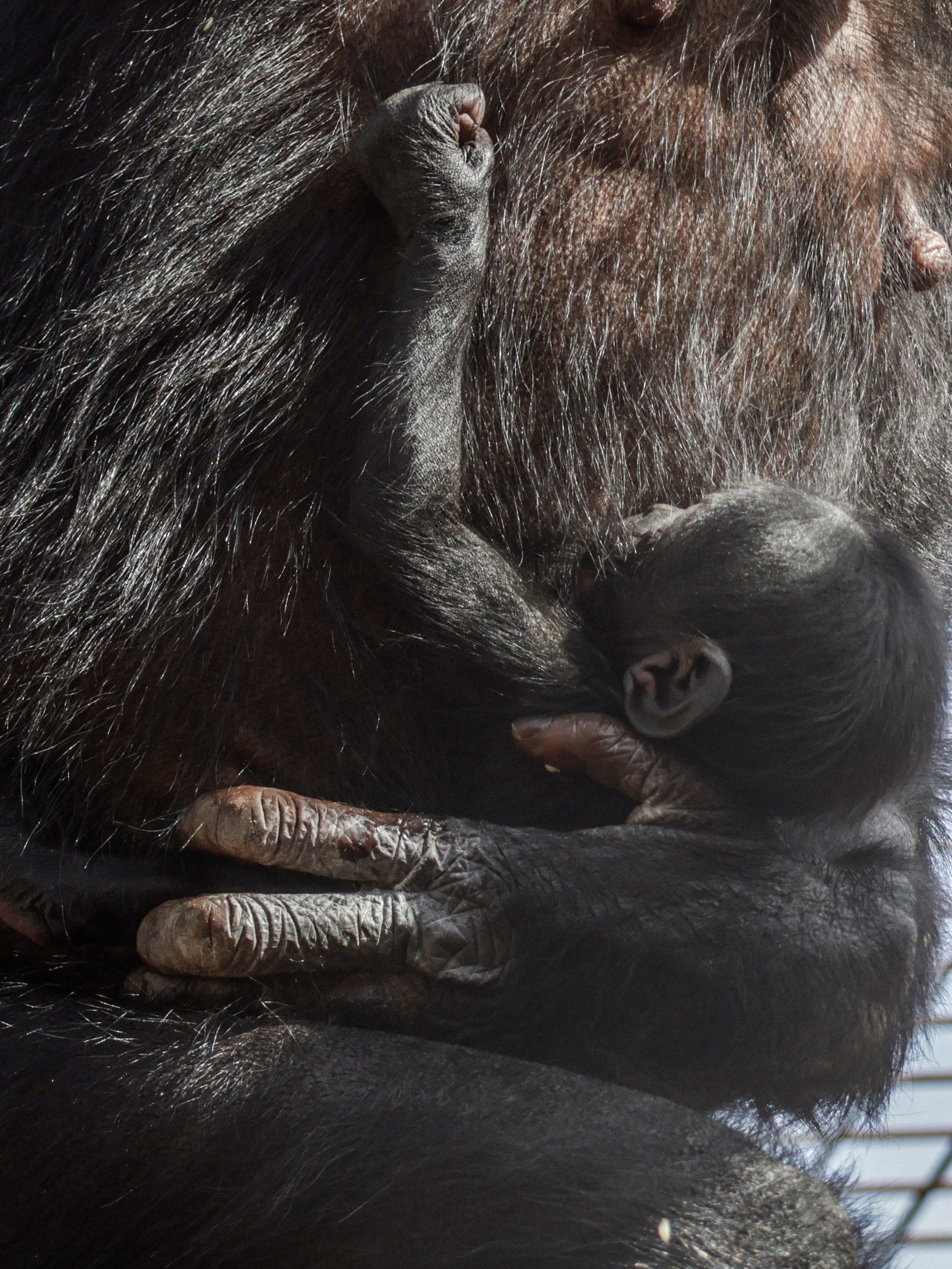 Twycross Zoo S Baby Bonobo September 2025 © Adam Kay4