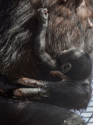 Twycross Zoo S Baby Bonobo September 2025 © Adam Kay4