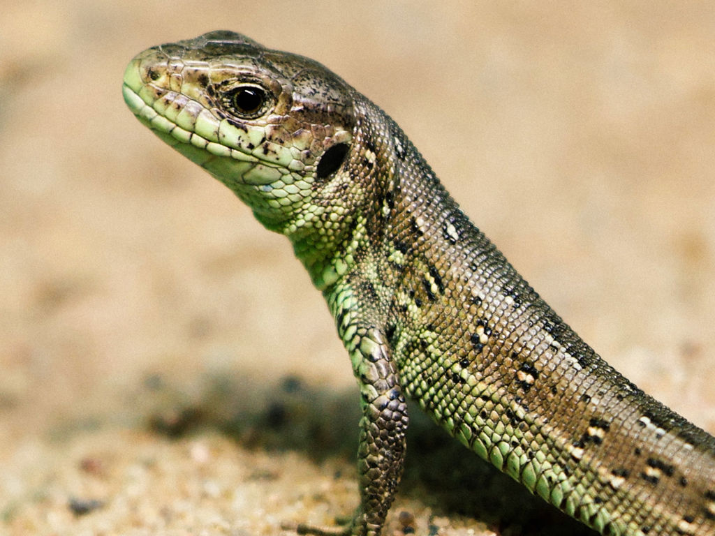 Sand lizards