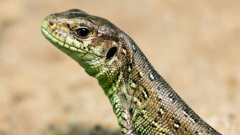 Sand Lizard 1