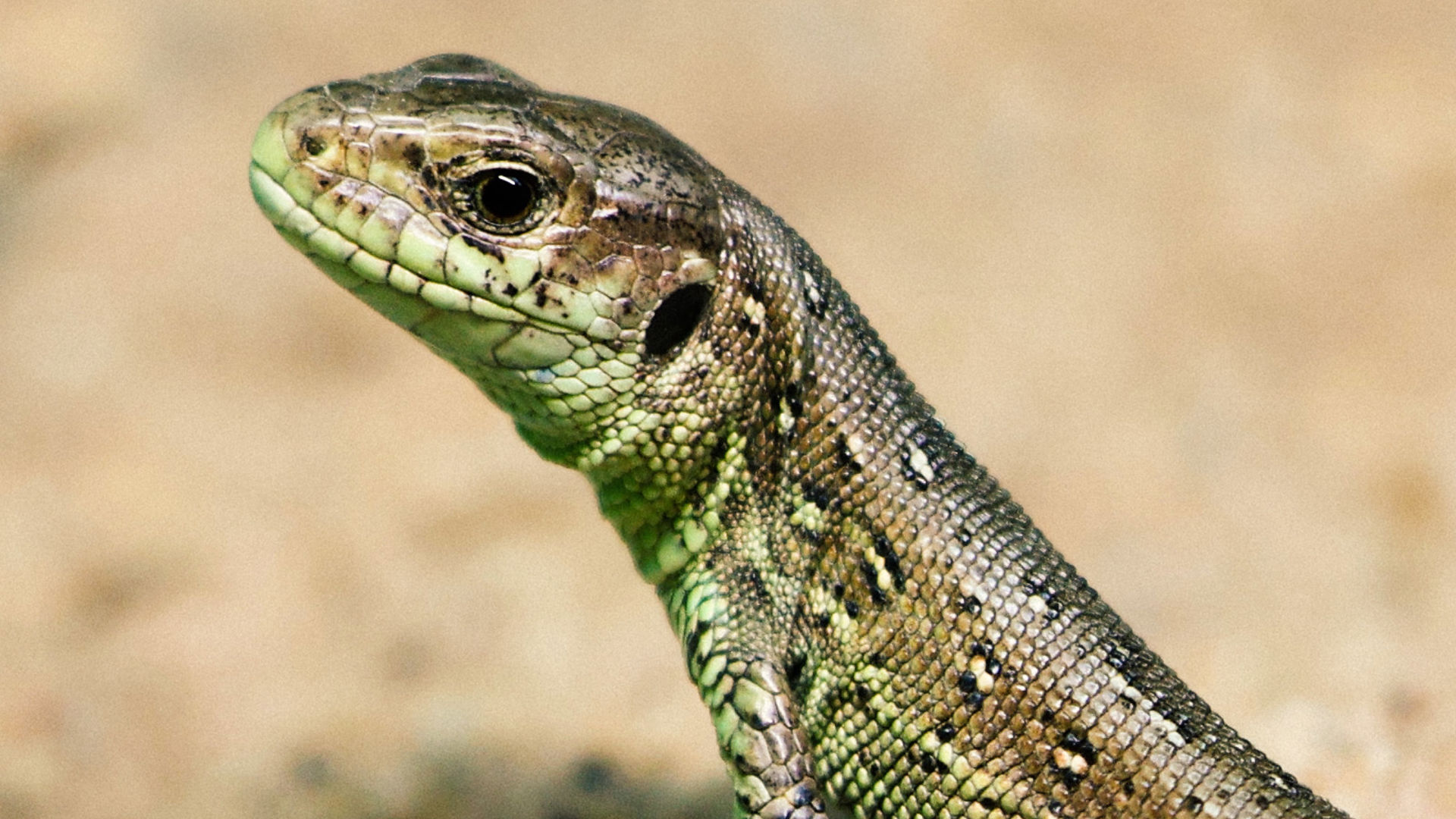 Meet the residents of our habitat: Close Encounters - The World of ...