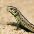 Sand Lizard 1