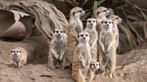 Meercats 2