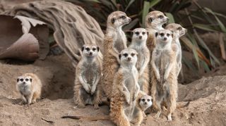 Meercats 2