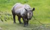 Eastern Black Rhino Female