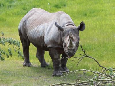 Eastern Black Rhino Female