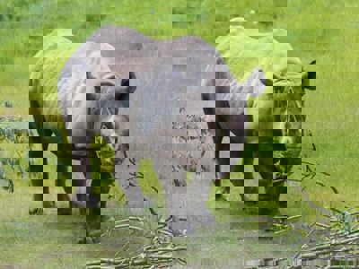 Eastern Black Rhino Female
