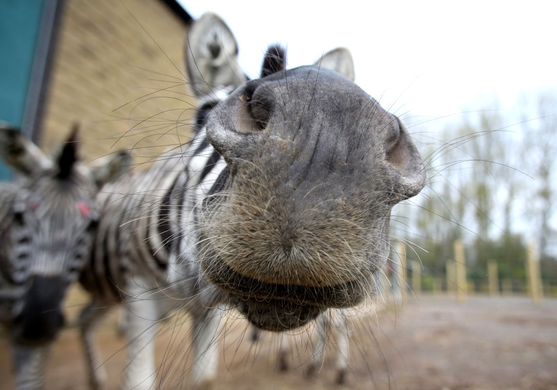 Zebra close up - April 2014