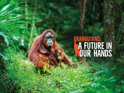 Orangs AFIOH Web (Desktop) (1)