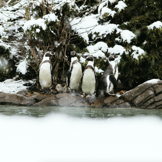 Penguins In The Snow 9 March 2023
