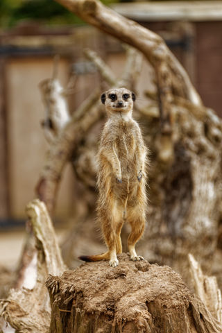 Meerkat stood up - July 2019