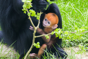 29.03.24 Francois Langur Newborn At Twycross Zoo (2)