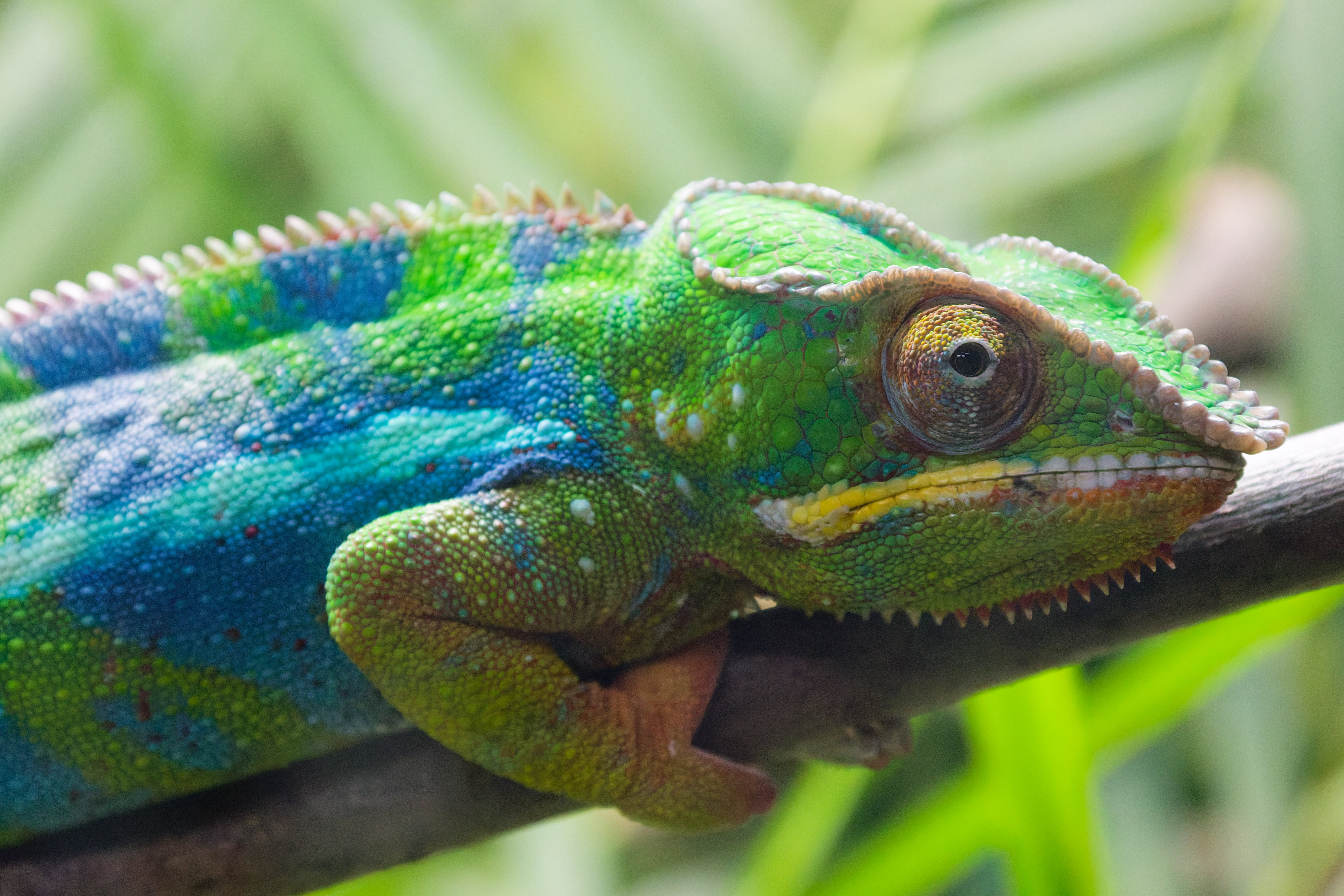 Panther Chameleon 2 (1)