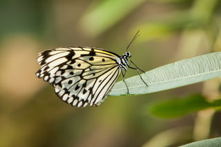 Twycross Zoo Butterfly