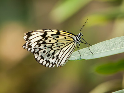 Twycross Zoo Butterfly
