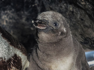 29.05.25 Penguin Chicks 3