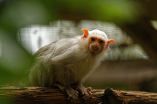 Silvery marmoset - June 2021