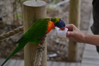 Rainbow lorikeet feeding