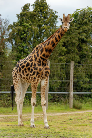 Giraffe outside - June 2022